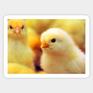 Chicks Sticker